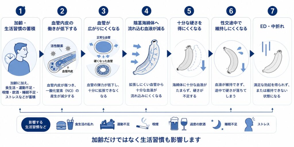 40代で血管機能が低下しEDや中折れが起こる仕組み