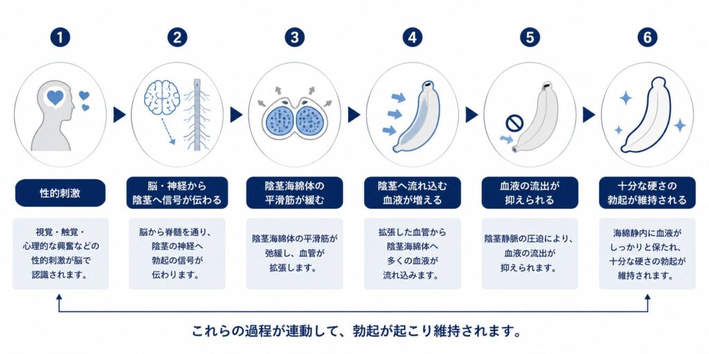 勃起が起こる仕組みを示した図