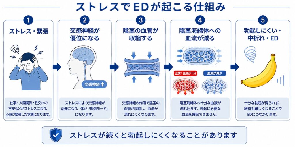ストレスによってEDが起こる仕組み