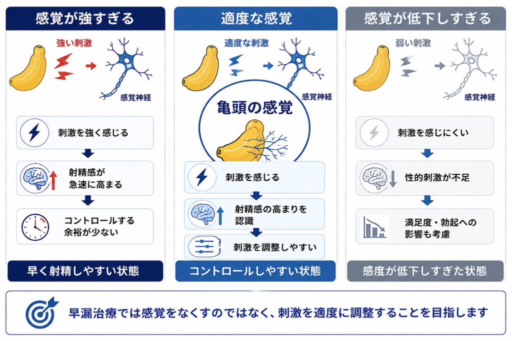 亀頭の感度が強すぎる状態・適度な状態・低下しすぎた状態と射精コントロールの関係