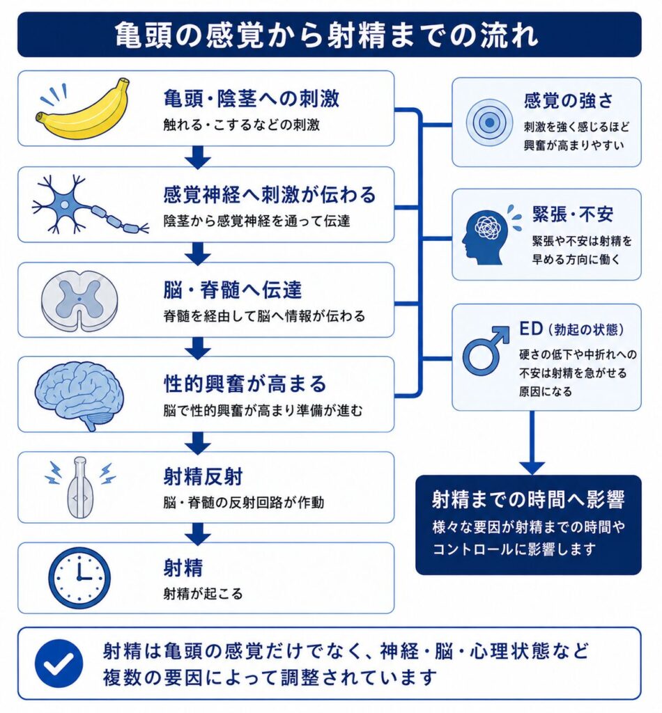 亀頭への刺激が感覚神経から脳・脊髄へ伝わり射精反射へつながる仕組み