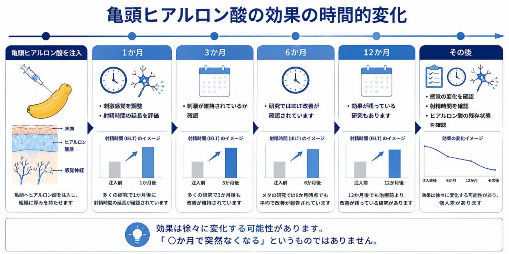 亀頭ヒアルロン酸注入後1か月・3か月・6か月・12か月で早漏への効果を確認する流れ
