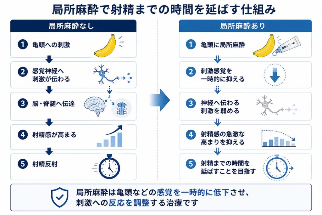 局所麻酔によって亀頭への刺激感覚を一時的に低下させ射精までの時間を延ばす仕組み