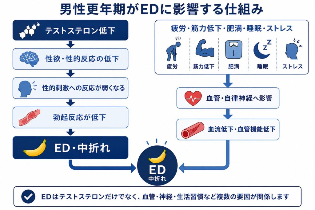 男性更年期によるテストステロン低下が性欲や勃起機能へ影響する仕組み