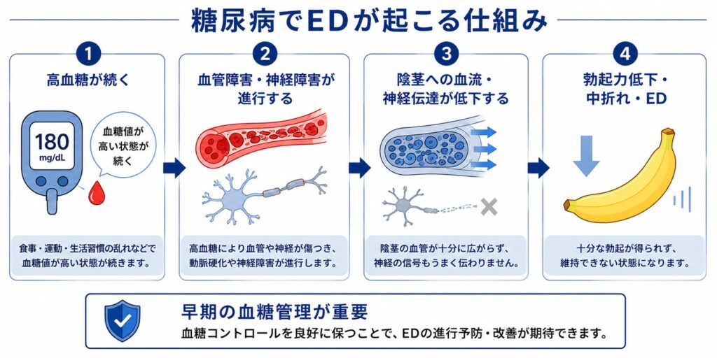 糖尿病によってEDが起こる仕組み