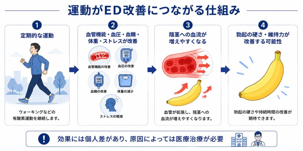 運動によって血管機能が改善しEDの改善につながる仕組み