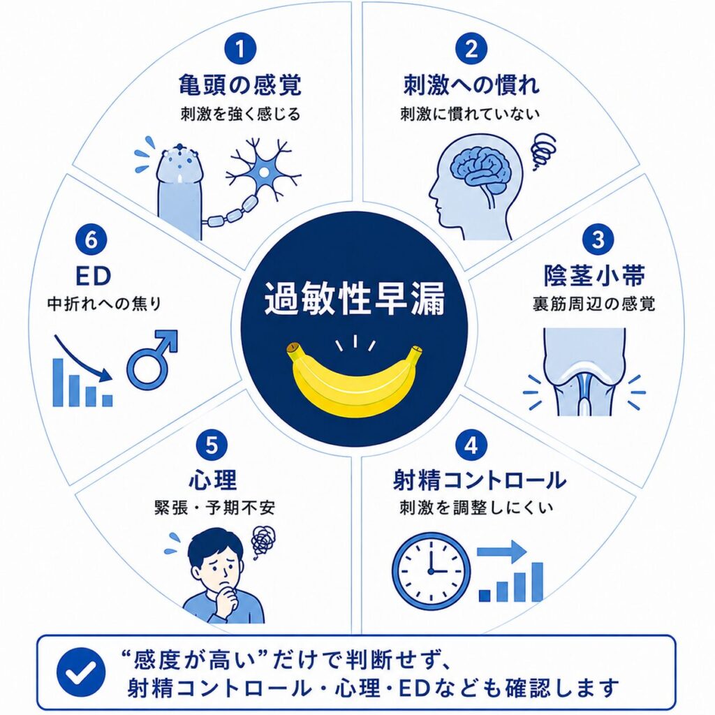 過敏性早漏に関係する亀頭の感覚・陰茎小帯・射精コントロール・心理・EDなど