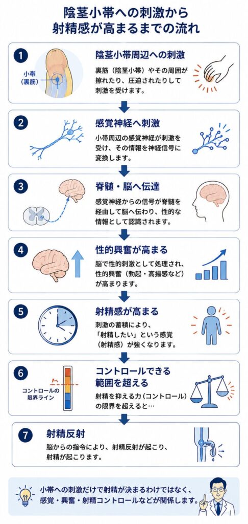 陰茎小帯への刺激が感覚神経から脳へ伝わり射精感が高まる流れ