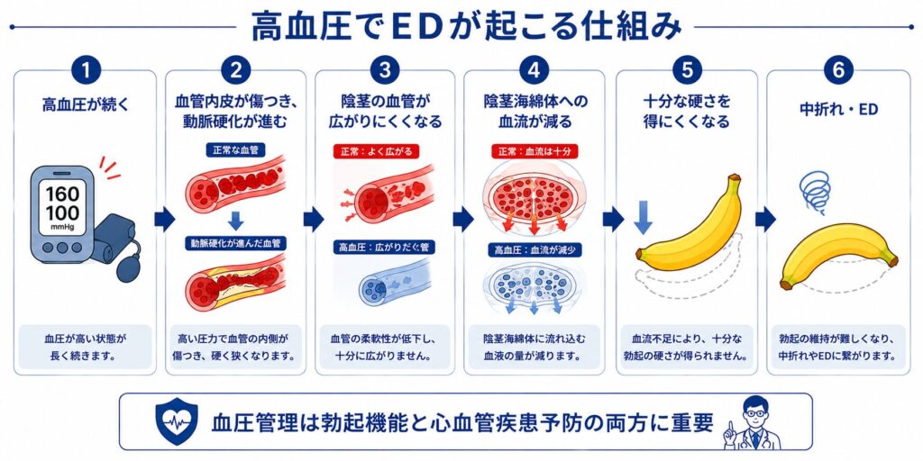 高血圧によって血管機能が低下しEDが起こる仕組み